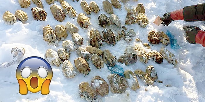 Böyle Manyaklık Korku Filmlerinde Yok! Sibirya’da Bulunan, İçinden 54 İnsan Eli Çıkan Esrarengiz Çanta