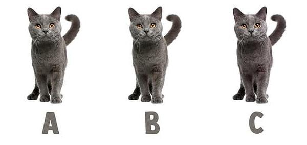 6. GRİ: Hangi kedi diğer ikisinden farklı?