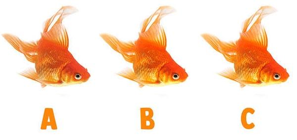 7. TURUNCU: Hangi balık diğer ikisinden farklı?