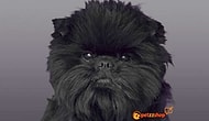 Affenpinscher Köpek Cinsi Bakımı Ve Özellikleri