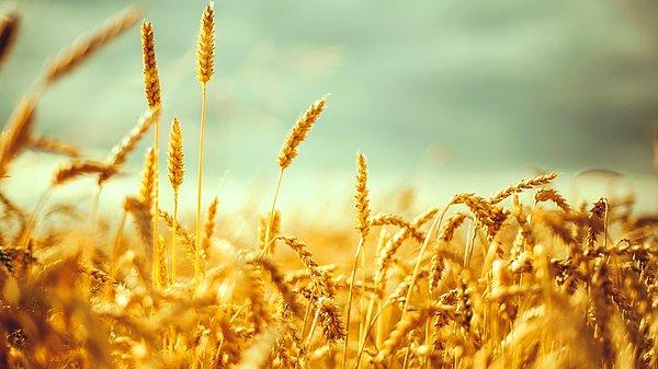 Aynı dönemde buğdar üretimi 22 milyon 600 bin ton oldu, bunun yanında 4 milyon 109 bin 527 tonluk buğday ithalatı gerçekleşti.