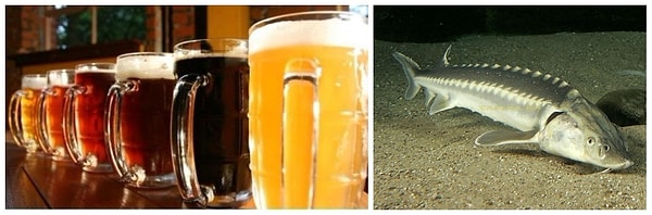 9. Пиво с рыбьим клеем