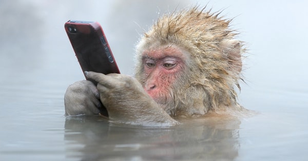 5. Выберите эмодзи-зверюшку: