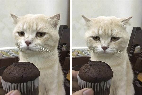 Классный котик, правда? 😍