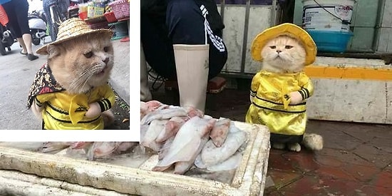 Самый классный торговец рыбой: Вьетнамский котик, которого обожают все покупатели! 🐱