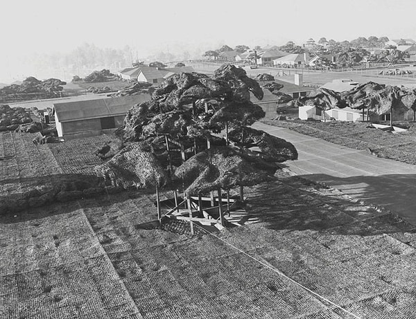 7. Деревья, к примеру, были сделаны из проволочной сетки и плюмажа.