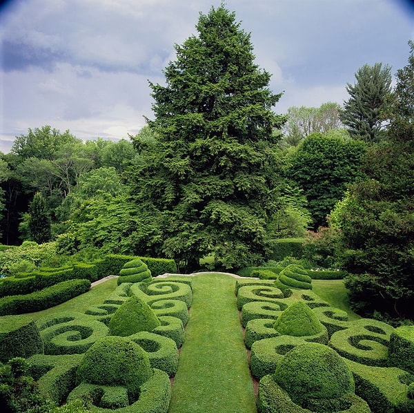 12. Как называются растения, которые не сбрасывают листья?