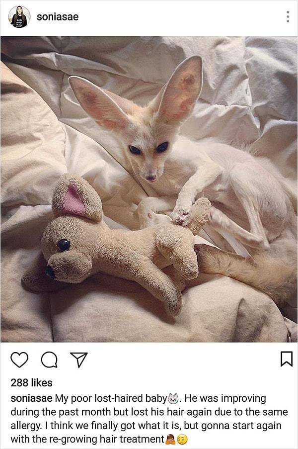 Sonia ise Instagram'da tilkisinin tüylerinin aşırı döküldüğünü, bunun muhtemelen bir alerjiden kaynaklandığını söyleyerek paylaşıyor.