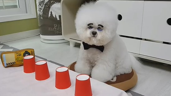 İçinde Ödül Maması Olunca Bardak Oyununda Harikalar Yaratan Minnoş Köpek