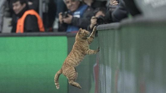 En İyi Oyuncu Anketinde Önde! Beşiktaş - Bayern Münih Maçında Sahaya Giren Kedi Dünya Basınında