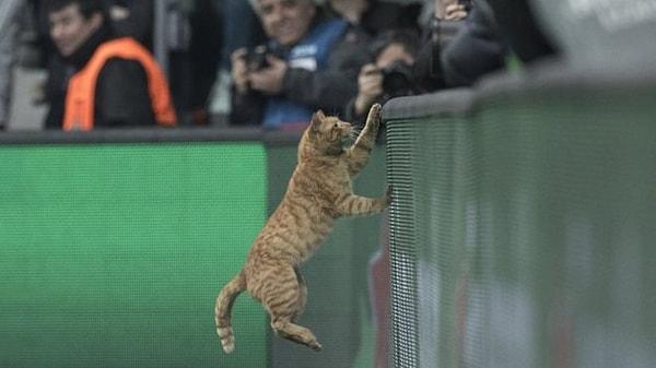 Sosyal medya ve dış basında maç kadar ilgi çeken gelişme ise 50. dakikada sahaya giren kedi oldu.