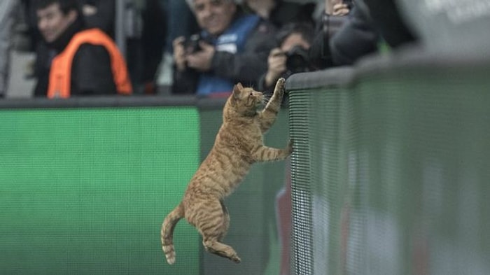 En İyi Oyuncu Anketinde Önde! Beşiktaş - Bayern Münih Maçında Sahaya Giren Kedi Dünya Basınında