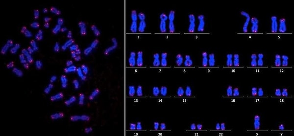 7. Изменения в генах могут повлиять на функционирование клеток организма.