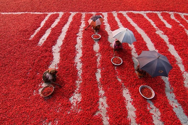 8. Red Chili Pepper Çiftçileri, Seyahat finalisti