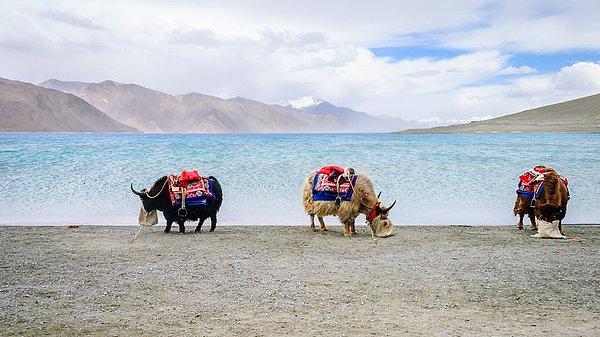 15. Pangong Gölü keneranda Tibet sığırları, Seyahat finalisti