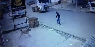 Yola Doğru Koşan Köpeği Aracın Altında Kalmaktan Son Anda Kurtaran Güzel İnsan