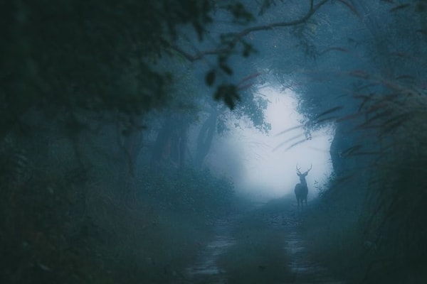 33. "Пятнистый олень холодным зимним утром", автор: Swaroop Singha Roy