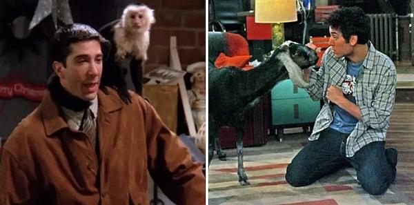 20. İki dizide de farklı hayvanlar beslendi: Friends'de Marcel maymun, civciv ve ördek besledi. HIMYM'da keçi beslendi 🐐