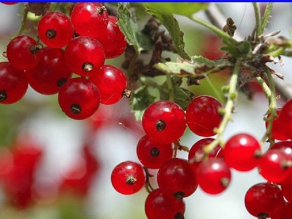 7. А вот такие стали бы есть?