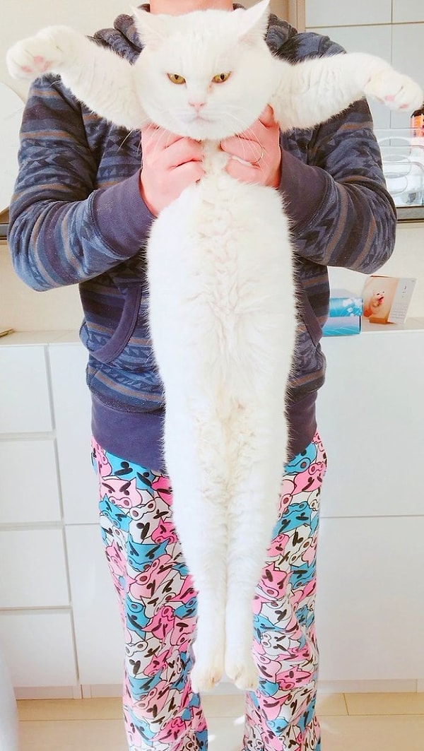 4. Белоснежная даль.