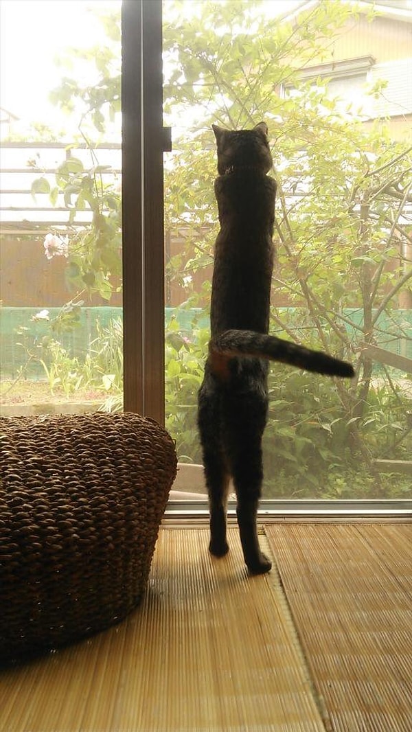 12. Когда же хозяин вернется?