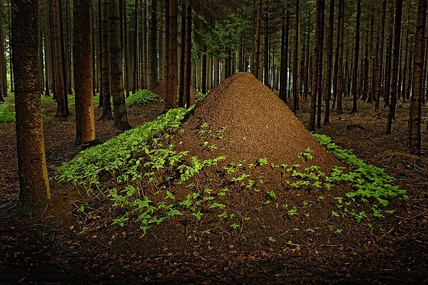 2. Хм... теперь пришло время выживать! Для начала нужно сориентироваться на местности. Вы знаете, с какой стороны деревьев или пней находятся муравейники?