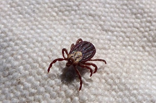 8. Медведь отстал, теперь клещ прицепился! Извлечь-то вы смогли, а дальше что с ним делать?