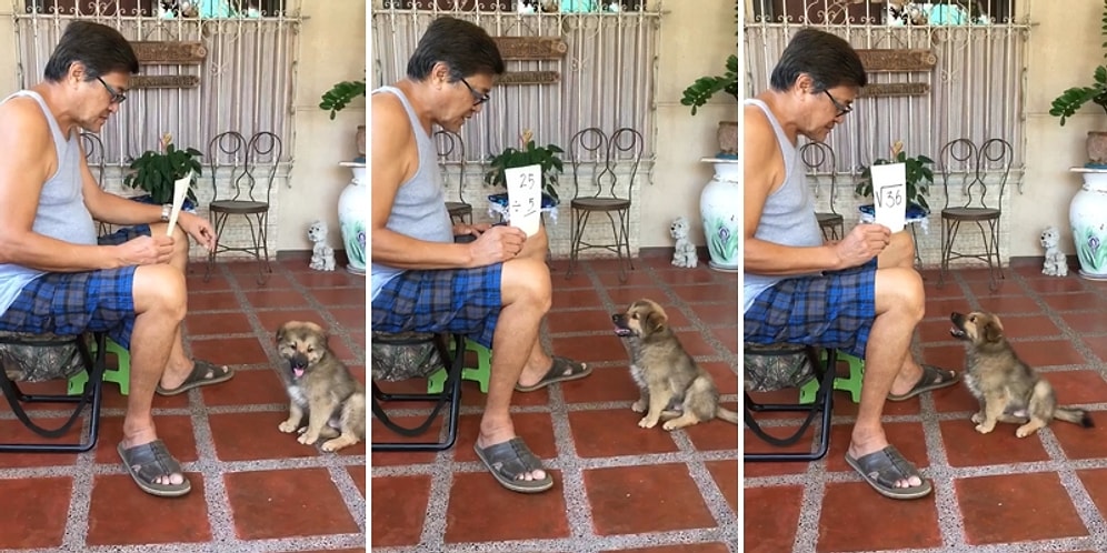 İnsan Dostunun Gösterdiği Sayılara Havlayarak Cevap Veren Sevimli Köpek