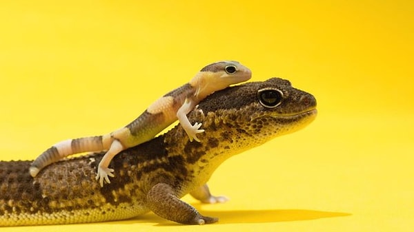 6. Дитя ящерицы...