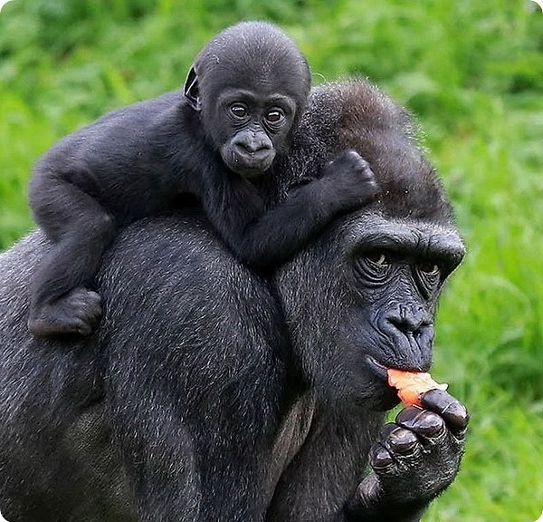 7. Ребенок гориллы - это...