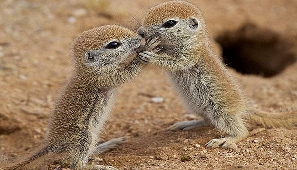 8. А дитя суслика?