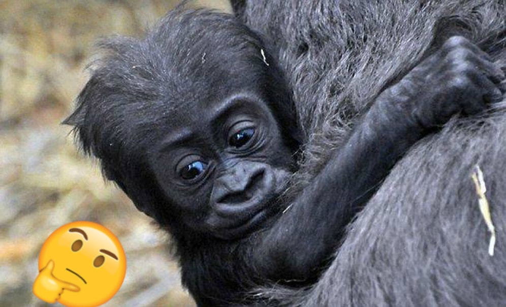 Спорим, вы не сможете угадать на 9/9 правильные названия детенышей животных?