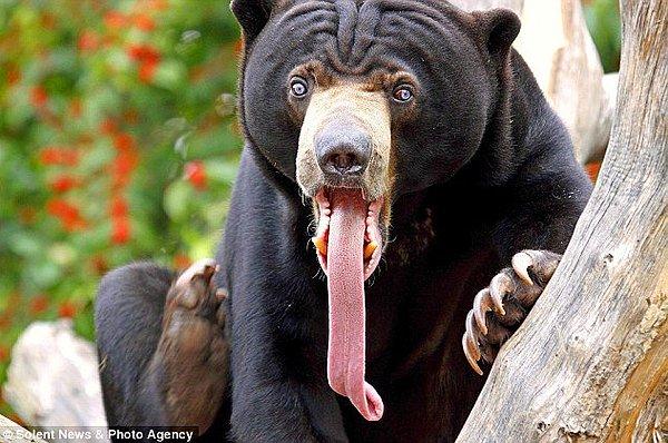3. Malaya ayılarının dili 25 cm'ye kadar ulaşabiliyor.