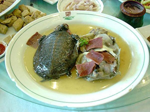 1. Bir hafta boyunca bu güzelim kaplumbağa yemeğini tabağı sıyırarak yer misin?