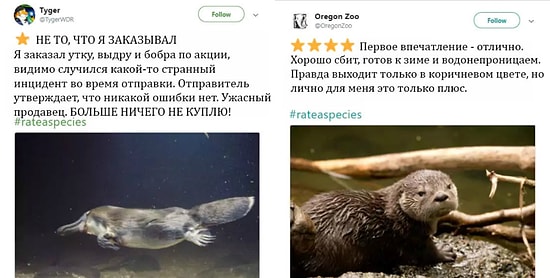 Зоопарки делают «обзоры» на животных, как на товары и услуги в Сети, и это просто умора 😂