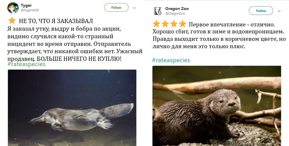 Зоопарки делают «обзоры» на животных, как на товары и услуги в Сети, и это просто умора 😂