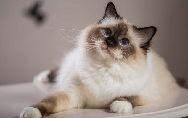 Birman!