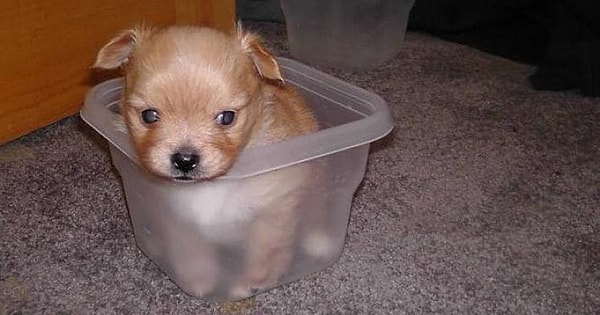 11. Удалить неприятные запахи из пластиковых контейнеров