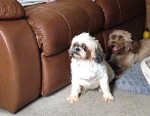 С другой стороны, как утверждает хозяйка Йоги, Шанталь Дежардинс, она сама даже не замечала подобного сходства, пока ей не сказали об этом друзья!