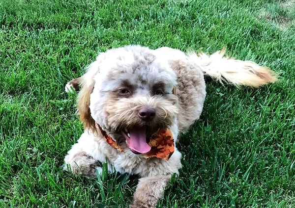 И даже несмотря на это, теперь для всего мира Йоги стал собакой с человеческим лицом.