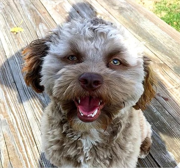 И он действительно очень милый!