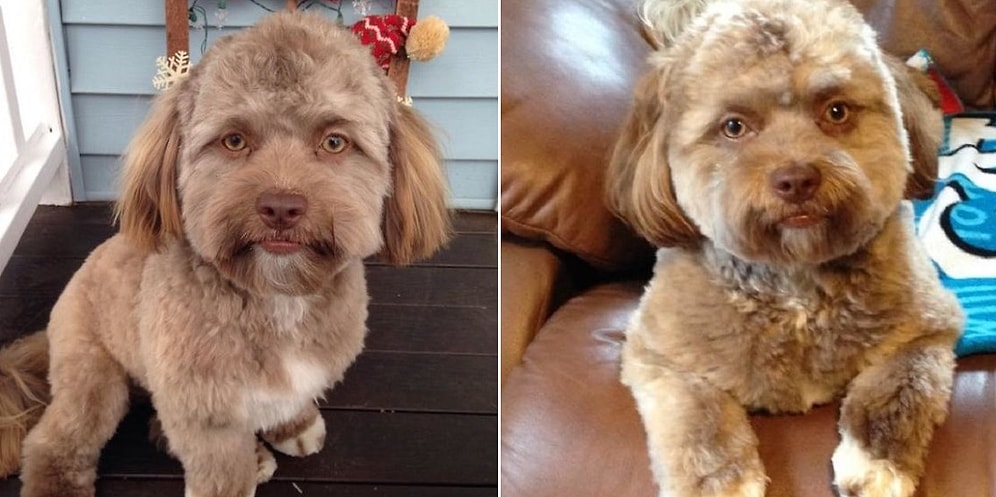 Бровки, глазки, губки... Йоги - собачка с человеческим лицом!