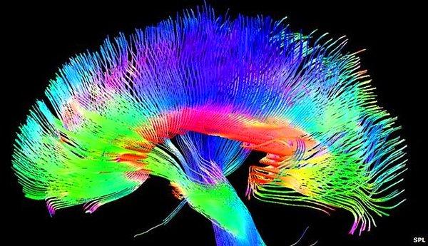 7. Her bir nöron saniyede 1000 sinirsel tepi verebilir ve onbinlerce farklı nöronla sinaptik bağlantı kurabilir. Bir kum tanesi büyüklüğünde beyin dokusu birbiriyle iletişime giren 100.000 nöron ve 1 milyar sinaps barındırır.