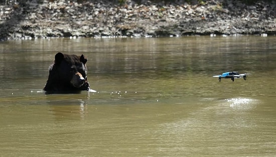 Drone Gören Vahşi Hayvanların Efsane Tepkileri