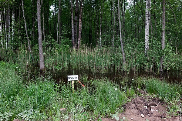 4. "Долина смерти" или "Мясной бор", Новгородская область