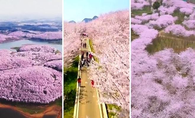 Çin'de İlkbahar ile Birlikte Çiçek Açan Ağaçların Muazzam Görüntüsü