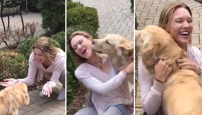 2 Hafta Göremediği İnsan Dostuna Kavuşunca Sevinçte Havalara Uçan Golden