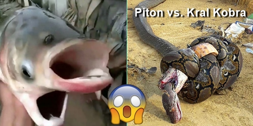 Doğada Karşınıza Çıksa Muhtemelen Çığlık Atmanıza Neden Olacak 24 Ekstrem Görüntü