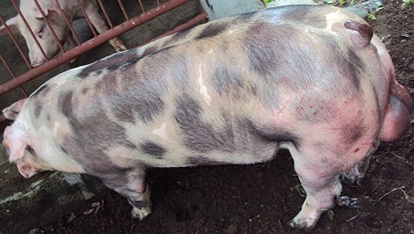 Показать правильный ответ