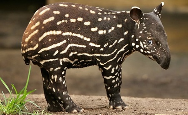 Показать правильный ответ